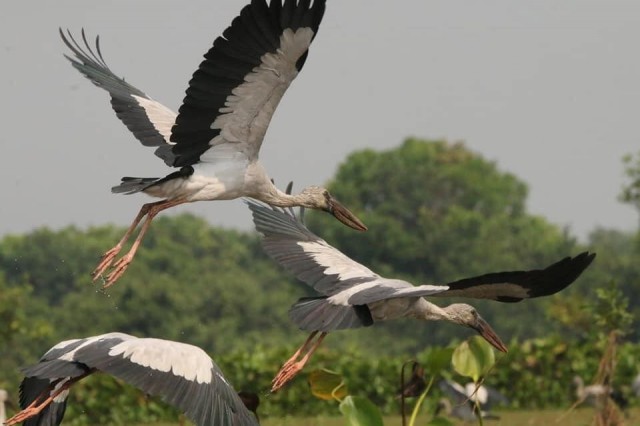 ទំព័រហ្វេសប៊ុក BirdLife International Cambodia Programme 