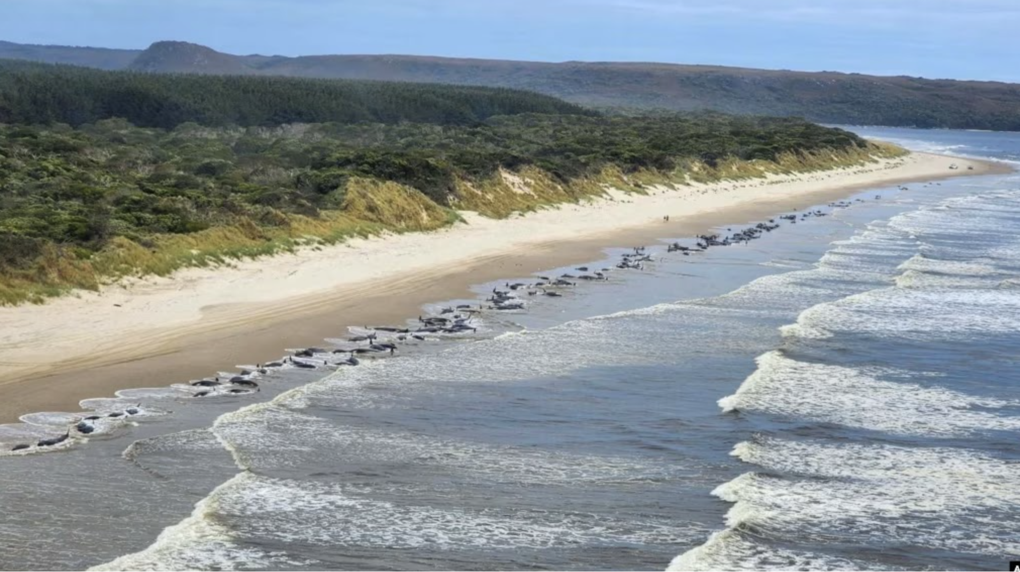 ត្រីបាឡែនជាច្រើនក្បាលជាប់គាំងនៅឆ្នេរសមុទ្រ Ocean Beach នៅកំពង់ផែ Macquarie នៅតំបន់ Tasmania នៃប្រទេសអូស្ត្រាលី កាលពីថ្ងៃទី ២១ ខែកញ្ញា ឆ្នាំ ២០២២។